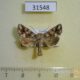 31548p-Noctuidae-Hadena-corrupta-Primorye-6