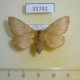 31742p-Lasiocampidae-Malacosoma-neustria-testacea-f-Primorye-9
