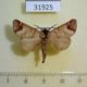 31925p-Notodontidae-Clostera-Albosigma-curtuloides-Evreiskaya-AO-3