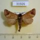 31926p-Notodontidae-Clostera-Albosigma-curtuloide-Evreiskaya-AO-3
