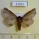 31931p-Notodontidae-Odonthosia-carmelita-Krasnoyarsk-reg.-5