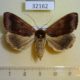32162p-Noctuidae-Ophiusa-finifascia-f-Madagascar-10