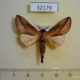 32179p Notodontiidae Scalmicauda tessmanni Madagascar $6