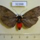 32288p Arctiidae Phryganopteryx nebulosa f Madagascar $17