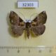 32303p-Noctuidae-Hypena-cowani-Madagascar-9