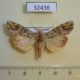 32436p-Noctuidae-Magusa-callixena-Madagascar-20