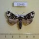 32440p-Noctuidae-Prototrachea-leucopicta-Madagascar-12