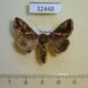 32448p-Noctuidae-Chrysodeixis-sp.-chalcites-f-Madagascar-10