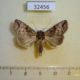 32456p Noctuidae Perigea sp. berinda Dominicana $5