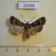 32458p-Noctuidae-Mamestra-soligena-Dominicana-6