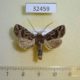32459p-Noctuidae-Mamestra-soligena-Dominicana-6
