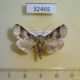 32465p-Noctuidae-sp.-Dominicana-6