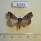 32466p-Noctuidae-Callopistria-floridensis-Dominicana-6