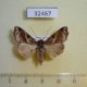 32467p-Noctuidae-Callopistria-floridensis-Dominicana-6