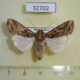 32702p-Noctuidae-Spodoptera-littoralis-f-Madagascar-8