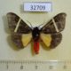 32709p-Arctiidae-Fodinoidea-pluto-Madagascar-9