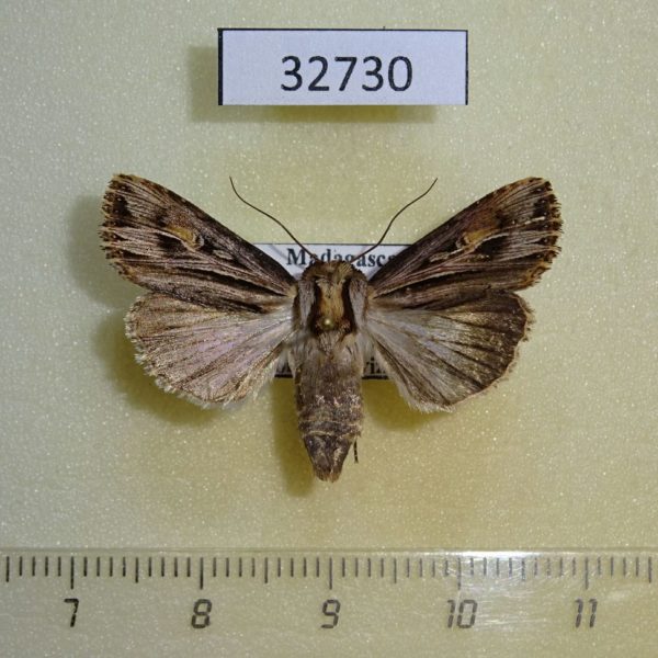 Noctuidae Campydelta stolifera f Madagascar