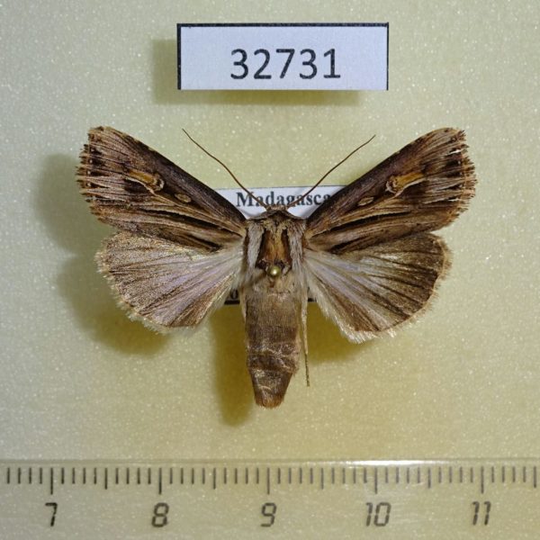 Noctuidae Campydelta stolifera Madagascar