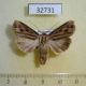 32731p-Noctuidae-Campydelta-stolifera-Madagascar-8