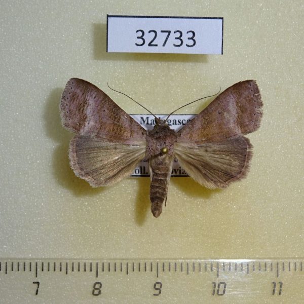 Noctuidae Mafana lajonquierei Madagascar