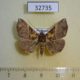 32735p-Noctuidae-Hypena-cowani-Madagascar-9