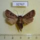 32767p Noctuidae Athetis denisi Madagascar $7