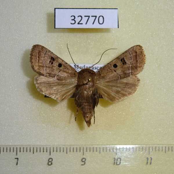 Noctuidae Athetis denisi f Madagascar