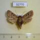 32770p Noctuidae Athetis denisi Madagascar $7