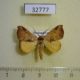 32777p-Noctuidae-Marcipa-callaxantha-Madagascar-6