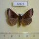 32823p-Noctuidae-sp.-Madagascar-8