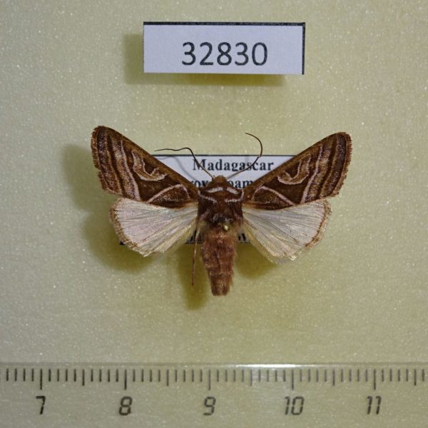 Noctuidae Conservula triangulata Madagascar