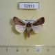 32831p-Noctuidae-Ochropleura-leucogaster-f-Madagascar-6