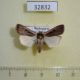 32832p-Noctuidae-Ochropleura-leucogaster-Madagascar-6