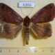 32852p-Noctuidae-Stenopis-conspicienda-Madagascar-7
