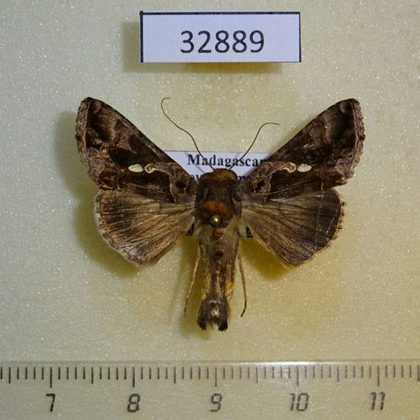 Noctuidae Chrysodeixis chalcites Madagascar