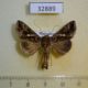 32889p-Noctuidae-Chrysodeixis-chalcites-Madagascar-9