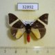 32892p-Arctiidae-Fodinoidea-staudingeri-Madagascar-8