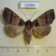 32994p-Noctuidae-Serrodes-trispila-Madagascar-8