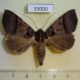 33000p-Noctuidae-Serrodes-trispila-Madagascar-8
