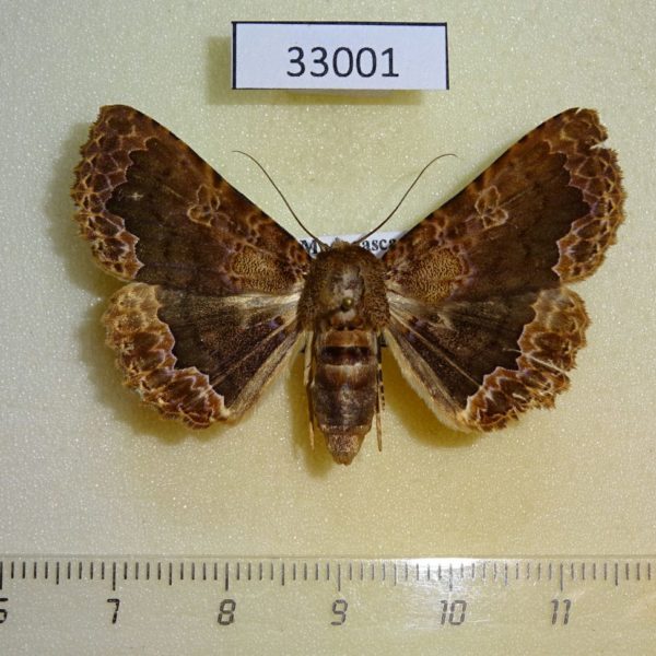 Noctuidae Calligraphidia tessellata Madagascar
