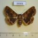 33001p-Noctuidae-Calligraphidia-tessellata-Madagascar-10