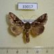 33017p-Noctuidae-Chrysodeixis-chalcites-Madagascar-9