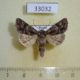 33032p-Noctuidae-Acronicta-raphael-Primorye-7