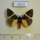 33215p-Arctiidae-Fodinoidea-staudingeri-Madagascar-14