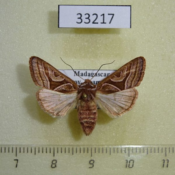 Noctuidae Conservula triangulata f Madagascar