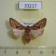 33217p-Noctuidae-Conservula-triangulata-f-Madagascar-12