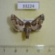 33224p-Noctuidae-Eutelia-gaedei-Madagascar-8