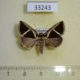 33243p-Noctuidae-Fodina-analamerana-Madagascar-10