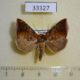 33327p-Noctuidae-sp.-Vietnam-10