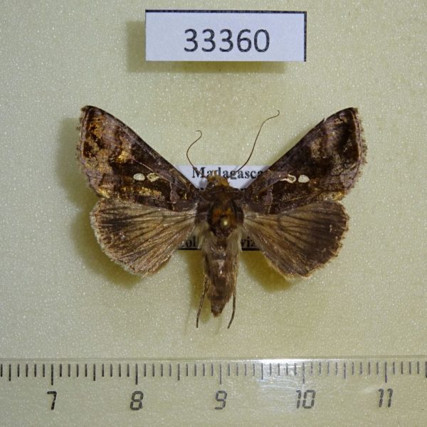 Noctuidae Chrysodeixis chalcites f Madagascar